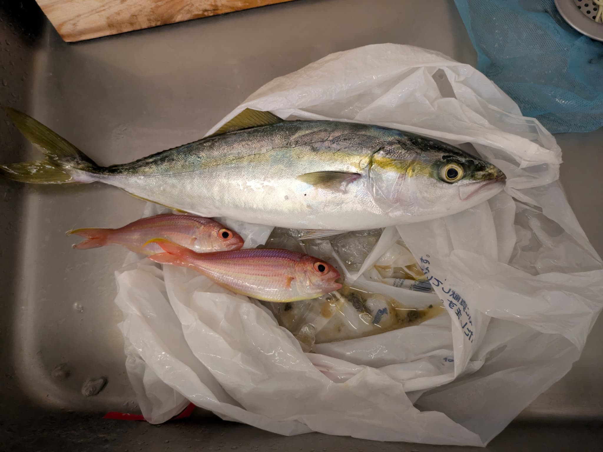手漕ぎボードで釣れたイナダとイトヨリ