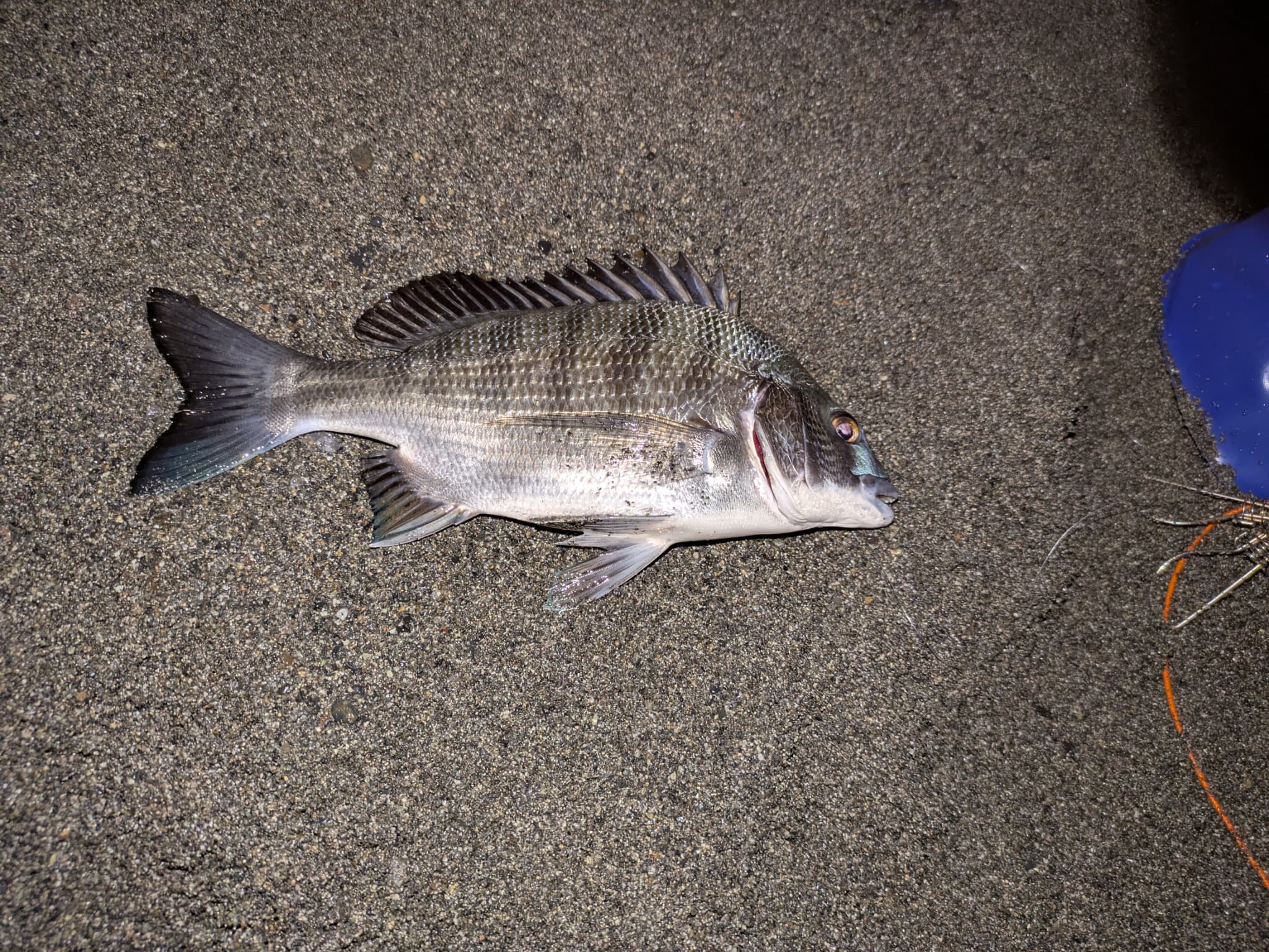 富士市の浜から釣れたクロダイ