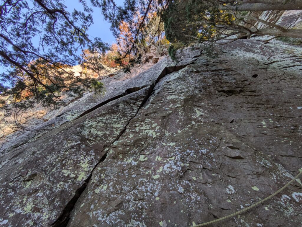 YYTエリアのレッドビーン